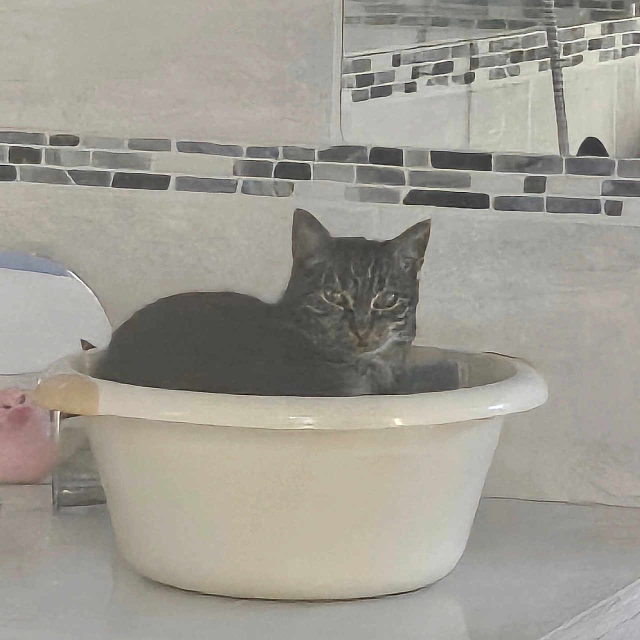 Marley participe au concours pour gagner de l'argent avec cette photo : animal, basin, calm, cat, container, countertop, domestic, feline, gray, household, indoor, kitchen, pet, reflection, resting, still_life, tabby, tile, white, window