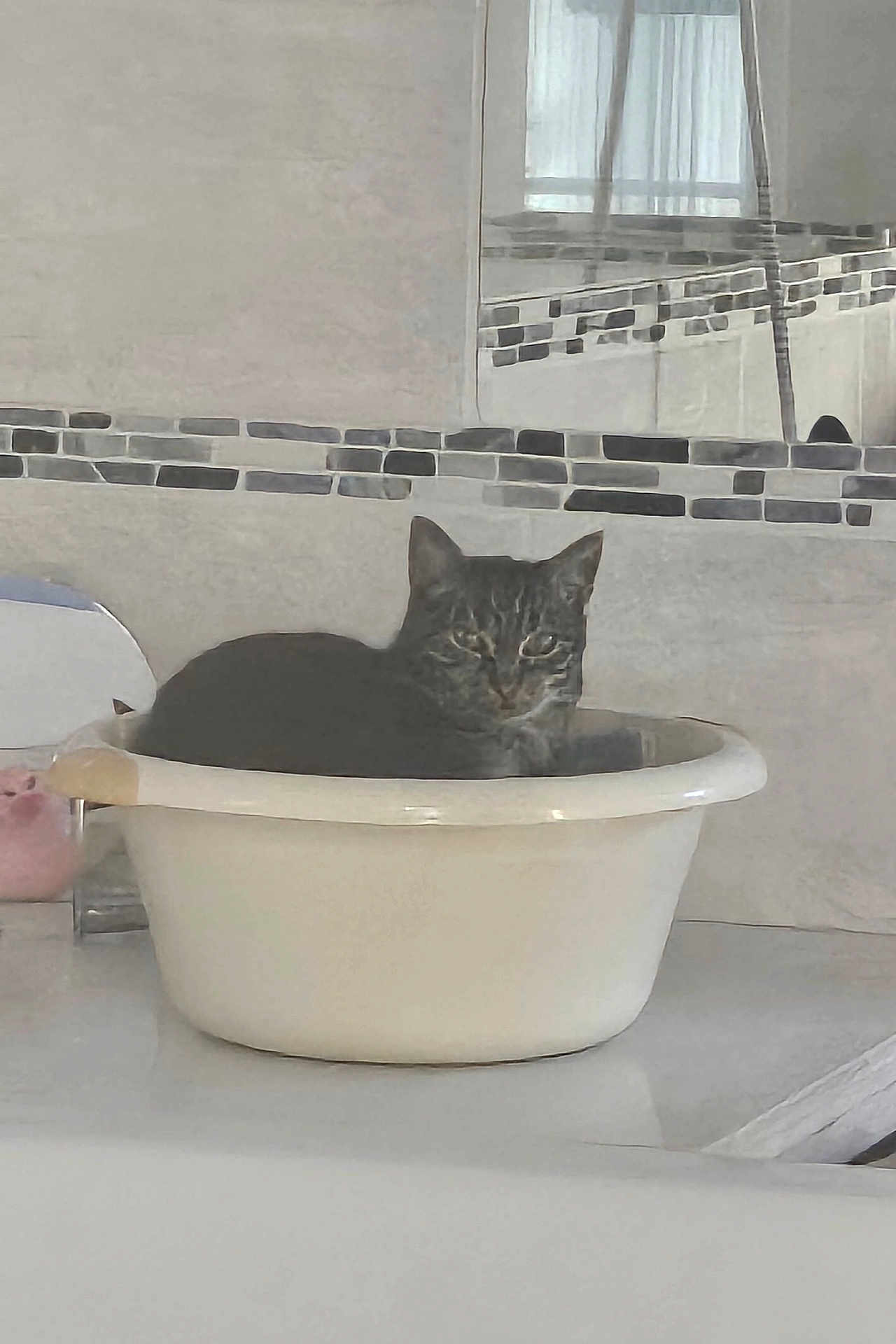 Marley participe au concours pour gagner de l'argent avec cette photo : cat, tabby, basin, container, indoor, kitchen, countertop, tile, reflection, window, pet, animal, feline, domestic, resting, gray, white, household, still_life, calm