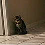 alone, animal, brown, calm, cat, corner, domestic, feline, floor, indoor, light_pattern, pet, quiet, shadow, sitting, soft_light, striped, tabby_cat, tiled_floor, wall
