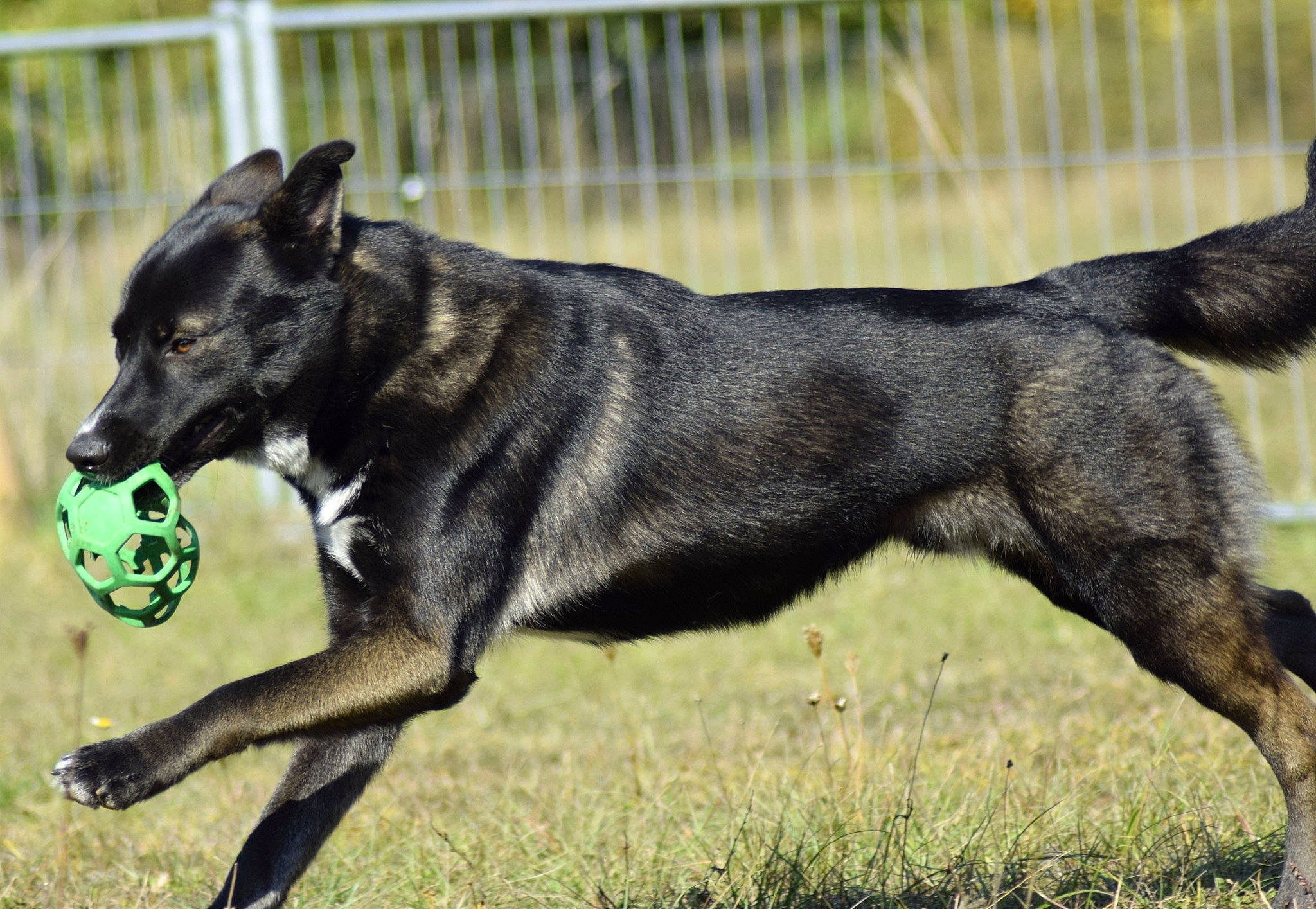 Narko participe au concours pour gagner de l'argent avec cette photo : black_norwegian_elkhound, borador, canidae, carnivore, dog, dog_breed, hunting_dog, kai_ken, lapponian_herder, mammal, rare_breed_dog, sporting_group, vertebrate