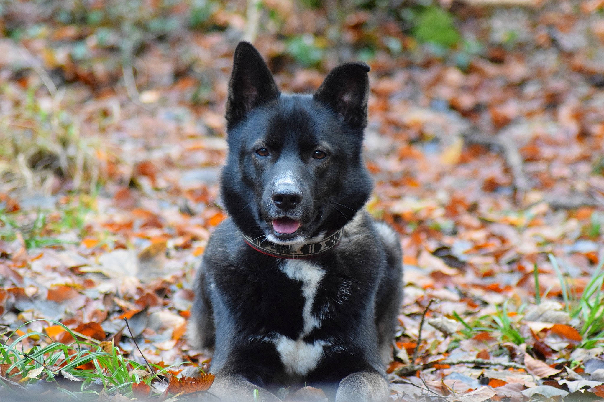 Narko participe au concours pour gagner de l'argent avec cette photo : black_norwegian_elkhound, canaan_dog, canidae, carnivore, dog, dog_breed, kai_ken, karelian_bear_dog, laika, lapponian_herder, mammal, rare_breed_dog, russo_european_laika, schipperke, sporting_group, vertebrate