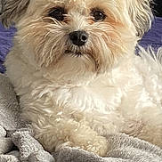 Charlie joined the competition — help win amazing prizes! animal, bed, blanket, companion, cozy, cream_colored, cute, dog, ears, face, fluffy, fur, indoor, nose, pet, portrait, relaxed, small_dog, soft, whiskers