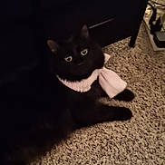 Magick joined the competition — help win amazing prizes! animal, black_cat, bow, cables, carpet, cat, closeup, curious, cute, domestic_cat, ears, eyes, fluffy, furniture, indoor, lying_down, pet, portrait, power_strip, whiskers