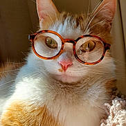Bowie is registered to the contest to win money with this photo: blanket, cat, close_up, cozy, ears, eyes, eyewear, fluffy, funny, fur, glasses, indoors, kitten, orange_and_white, pet, pink_nose, portrait, sitting, warm_lighting, whiskers