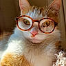 blanket, cat, close_up, cozy, ears, eyes, eyewear, fluffy, funny, fur, glasses, indoors, kitten, orange_and_white, pet, pink_nose, portrait, sitting, warm_lighting, whiskers