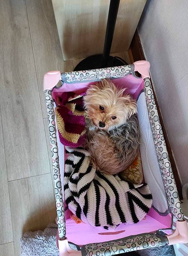 Iona participe au concours pour gagner de l'argent avec cette photo : basket, box, canidae, carnivore, companion_dog, dog, dog_breed, dog_clothes, dog_supply, fashion_accessory, fawn, felidae, fur, magenta, packing_materials, pink, purple, sporting_group, toy, toy_dog