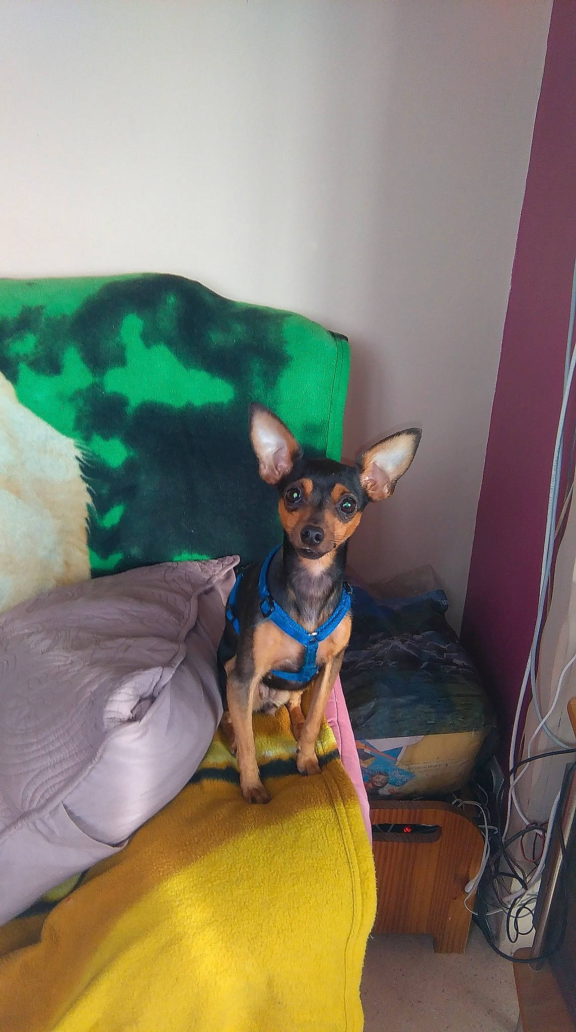 Iona participe au concours pour gagner de l'argent avec cette photo : canidae, carnivore, chihuahua, collar, comfort, companion_dog, dog, dog_breed, dog_clothes, dog_supply, ear, fawn, fur, prazsky_krysarik, purple, snout, sporting_group, toy_dog, whiskers, working_animal