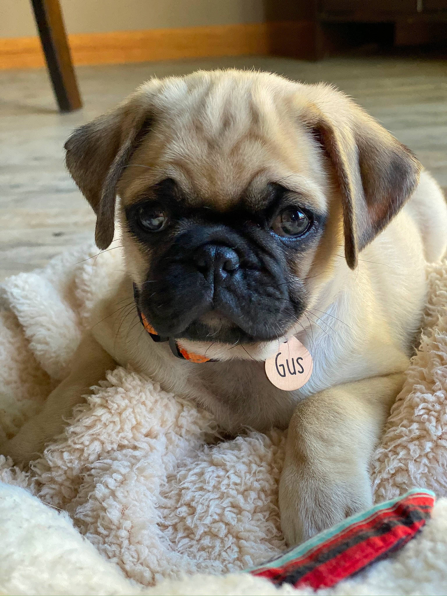 Gus joined the competition — help win amazing prizes! ancient_dog_breeds, canidae, carnivore, companion_dog, dog, dog_breed, eye, fawn, mammal, pug, puppy, puppy_love, rare_breed_dog, skin, snout, sporting_group, toy_dog, vertebrate, whiskers, wrinkle