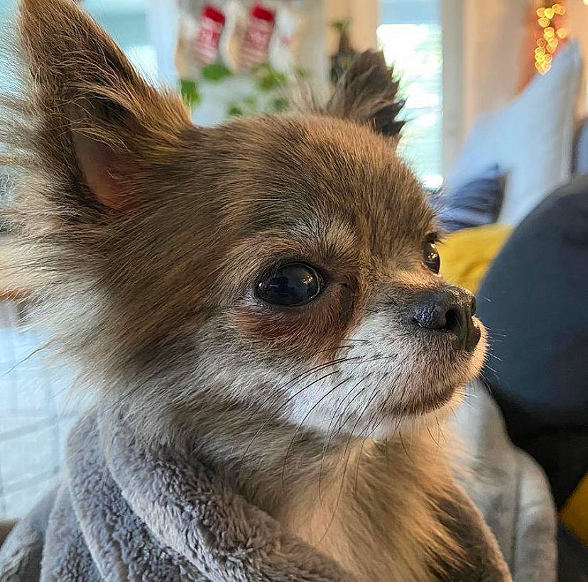 Snooki is registered to the contest to win money with this photo: canidae, carnivore, chihuahua, companion_dog, dog, dog_breed, dog_supply, fawn, fur, liver, neck, non_sporting_group, snout, toy_dog, vertebrate, whiskers, working_animal