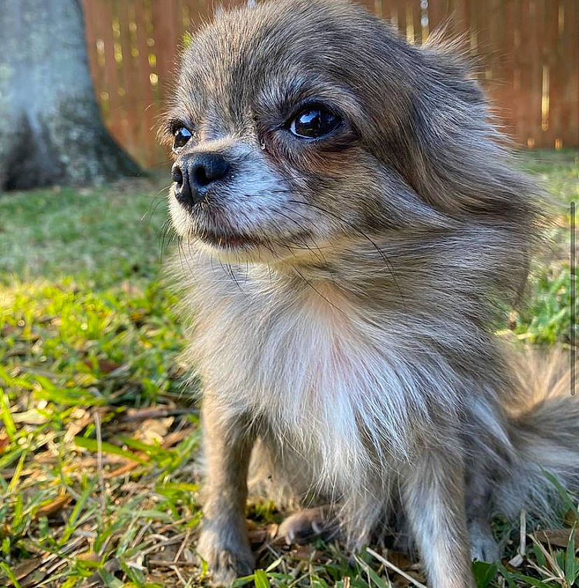 Snooki joined the competition — help win amazing prizes! canidae, carnivore, companion_dog, dog, dog_breed, fawn, fur, grass, iris, liver, mammal, non_sporting_group, puppy, snout, sporting_group, toy_dog, vertebrate, whiskers, working_animal, working_dog