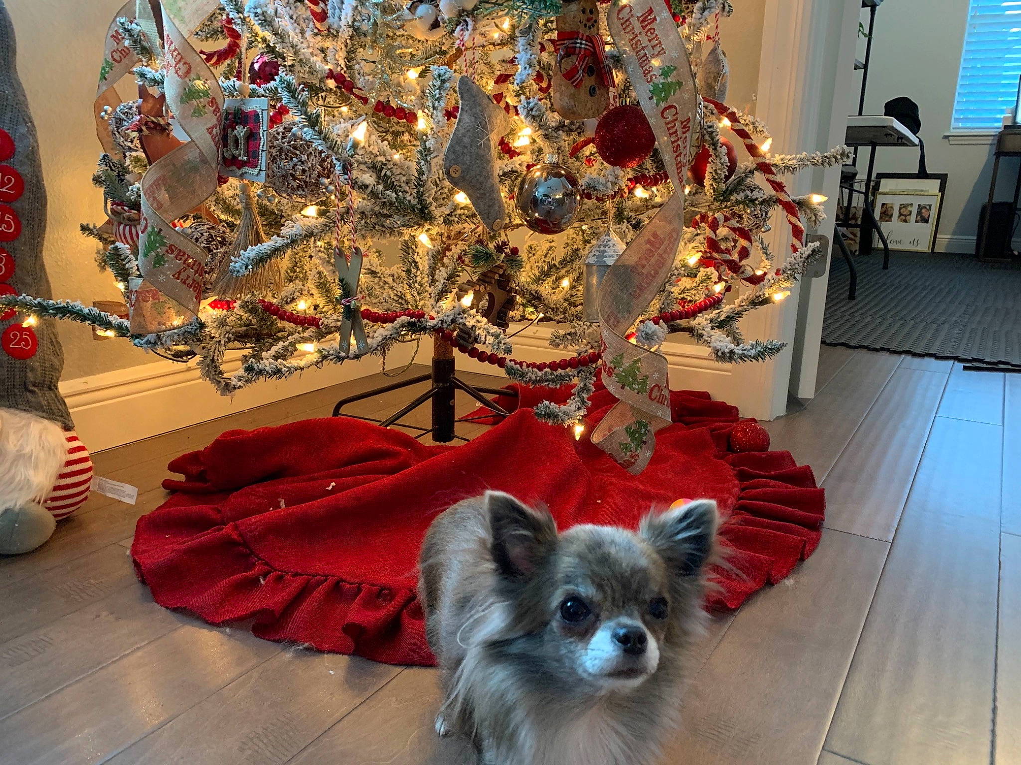 Snooki is registered to the contest to win money with this photo: canidae, carnivore, christmas, christmas_decoration, christmas_ornament, companion_dog, dog, dog_breed, floor, flooring, fur, hall, hardwood, holiday, interior_design, laminate_flooring, ornament, snout, wood_flooring