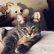 Molly is registered to the contest to win money with this photo: animal, blanket, cat, cozy, cute, ears, furniture, gray_cat, home, indoor, paw, pet, plush_toy, relaxation, resting, sleepy, soft_texture, tabby_cat, teddy_bear, whiskers