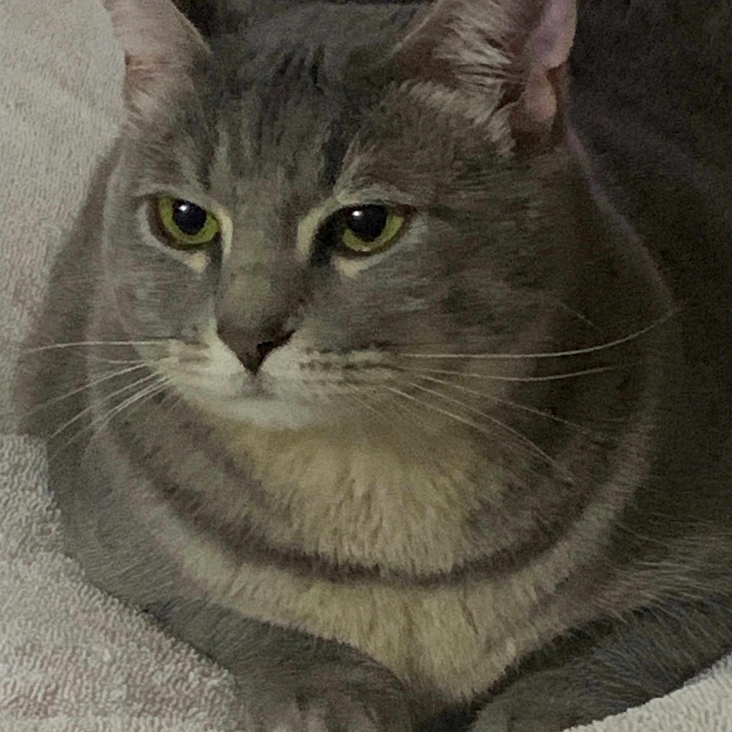 Molly joined the competition — help win amazing prizes! animal, calm, cat, close_up, cute, domestic_cat, ears, eyes, feline, fur, gray_cat, indoor, laying_down, mammal, pet, portrait, resting, texture, towel, whiskers