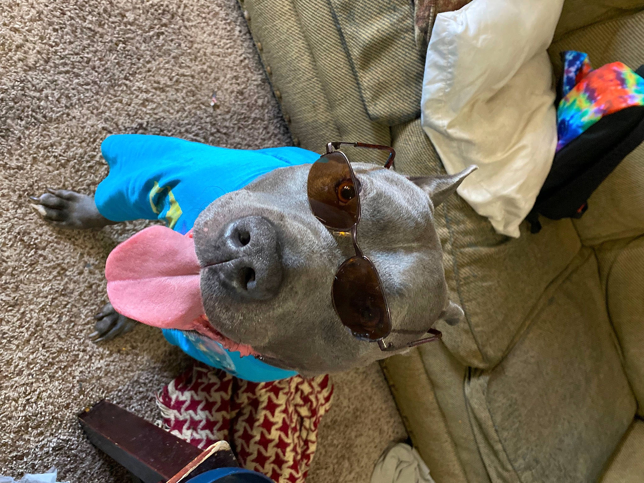 Kane joined the competition — help win amazing prizes! carnivore, collar, comfort, companion_dog, dog, dog_breed, dog_supply, electric_blue, fawn, fur, mammal, pet_supply, plush, sporting_group, stuffed_toy, sunglasses, textile, toy, vertebrate, working_animal