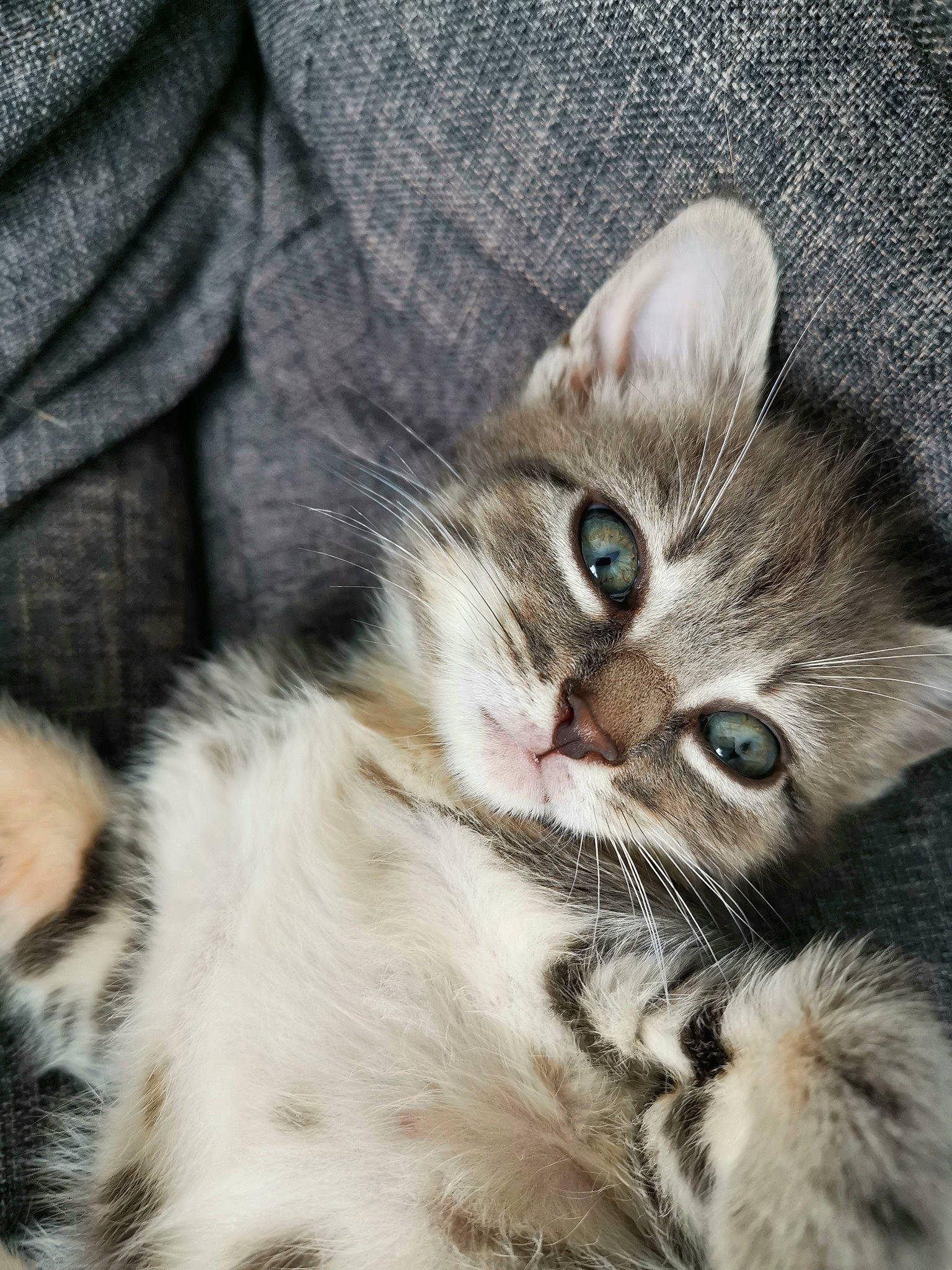 Plume participe au concours pour gagner de l'argent avec cette photo : american_curl, american_shorthair, american_wirehair, asian, carnivore, cat, domestic_short_haired_cat, european_shorthair, eye, felidae, fur, kitten, mammal, pixie_bob, siberian, small_to_medium_sized_cats, snout, tabby_cat, vertebrate, whiskers