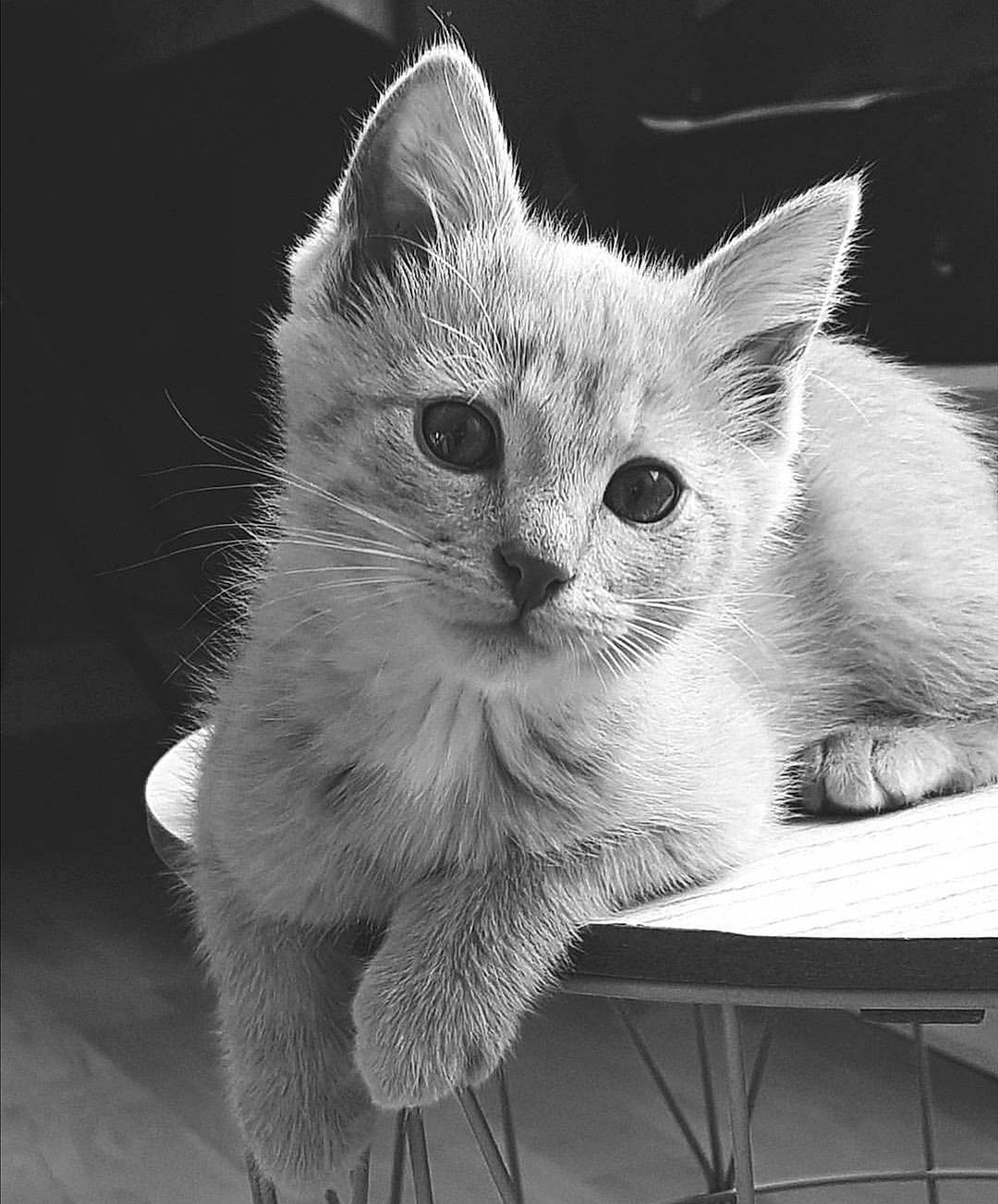 Noukie a rejoint le concours — aidez-le/la à gagner de superbes lots ! asian, black_and_white, burmese, burmilla, carnivore, cat, domestic_short_haired_cat, ear, felidae, kitten, mammal, monochrome, nebelung, ojos_azules, small_to_medium_sized_cats, snout, tonkinese, turkish_angora, vertebrate, whiskers