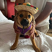 Chica is registered to the contest to win money with this photo: dog, puppy, sombrero, hat, purple_harness, bed, white_bedspread, person, hands, indoor, brown_dog, pet, cute, animal, furniture, red_wall, casual_clothing, resting, closeup, portrait