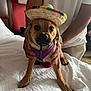 dog, puppy, sombrero, hat, purple_harness, bed, white_bedspread, person, hands, indoor, brown_dog, pet, cute, animal, furniture, red_wall, casual_clothing, resting, closeup, portrait