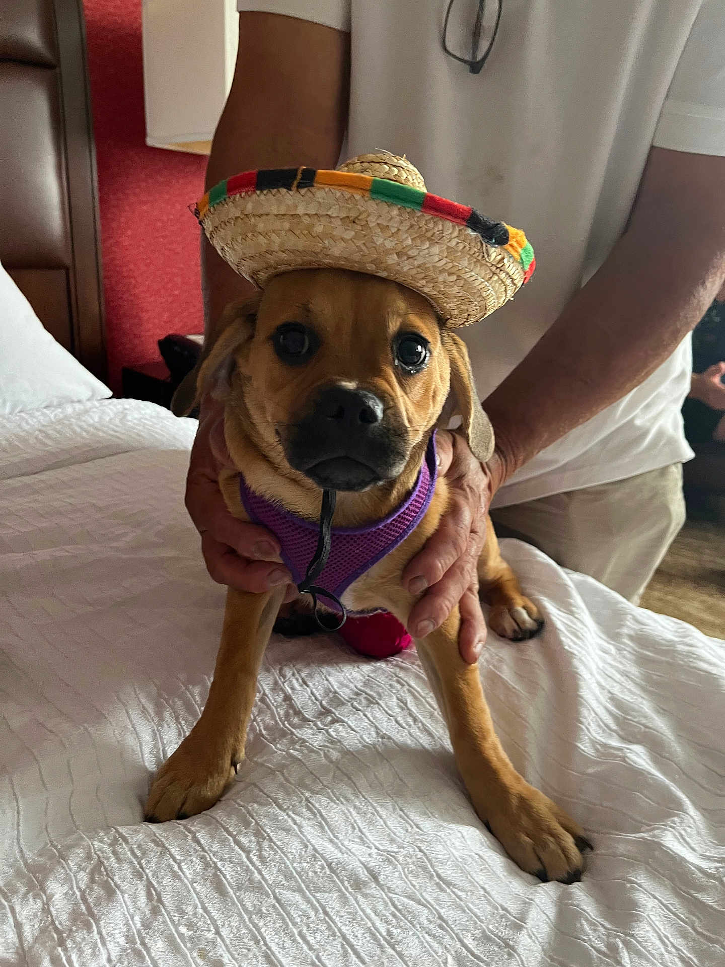 Chica