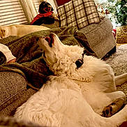 Georgia joined the competition — help win amazing prizes! dog, white_dog, yellow_lab, small_dog, couch, plaid_pillow, blanket, carpet, window_blinds, christmas_tree, decorations, living_room, indoor, pet, relaxing, cozy, furniture, holiday, warm_lighting, resting