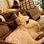 dog, white_dog, yellow_lab, small_dog, couch, plaid_pillow, blanket, carpet, window_blinds, christmas_tree, decorations, living_room, indoor, pet, relaxing, cozy, furniture, holiday, warm_lighting, resting