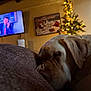 dog, sleeping, couch, indoor, christmas_tree, holiday_lights, television, living_room, cozy, relaxation, pet, brown_fur, close_up, soft_lighting, decor, home, comfort, rest, festive, blurred_background