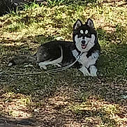 Percy joined the competition — help win amazing prizes! dog, husky, grass, leash, outdoor, sunlight, shade, pet, animal, canine, water_bowl, yard, nature, happy, tongue_out, sitting, summer, playful, furry, domestic_animal
