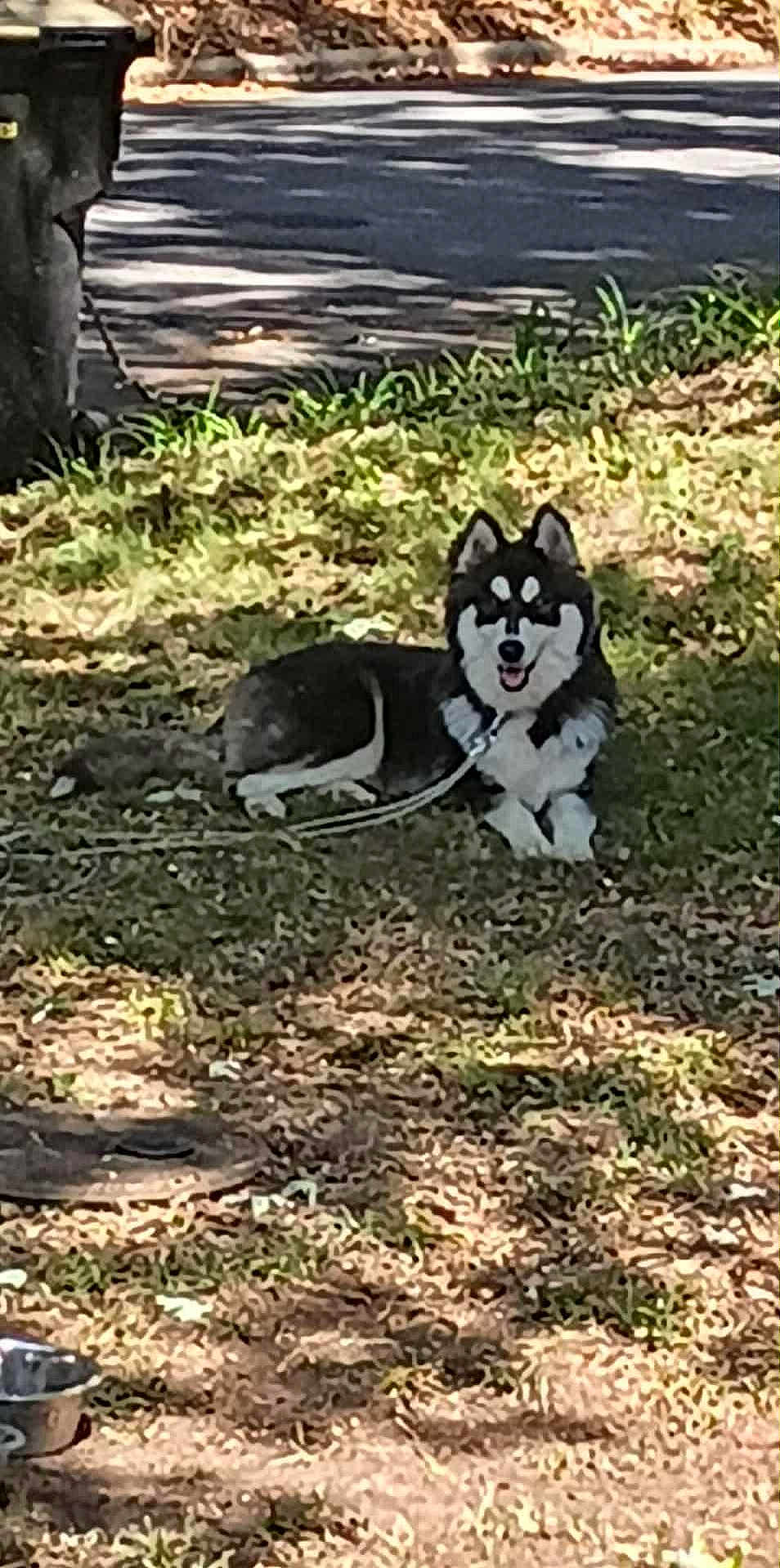 Percy joined the competition — help win amazing prizes! dog, husky, grass, leash, outdoor, sunlight, shade, pet, animal, canine, water_bowl, yard, nature, happy, tongue_out, sitting, summer, playful, furry, domestic_animal