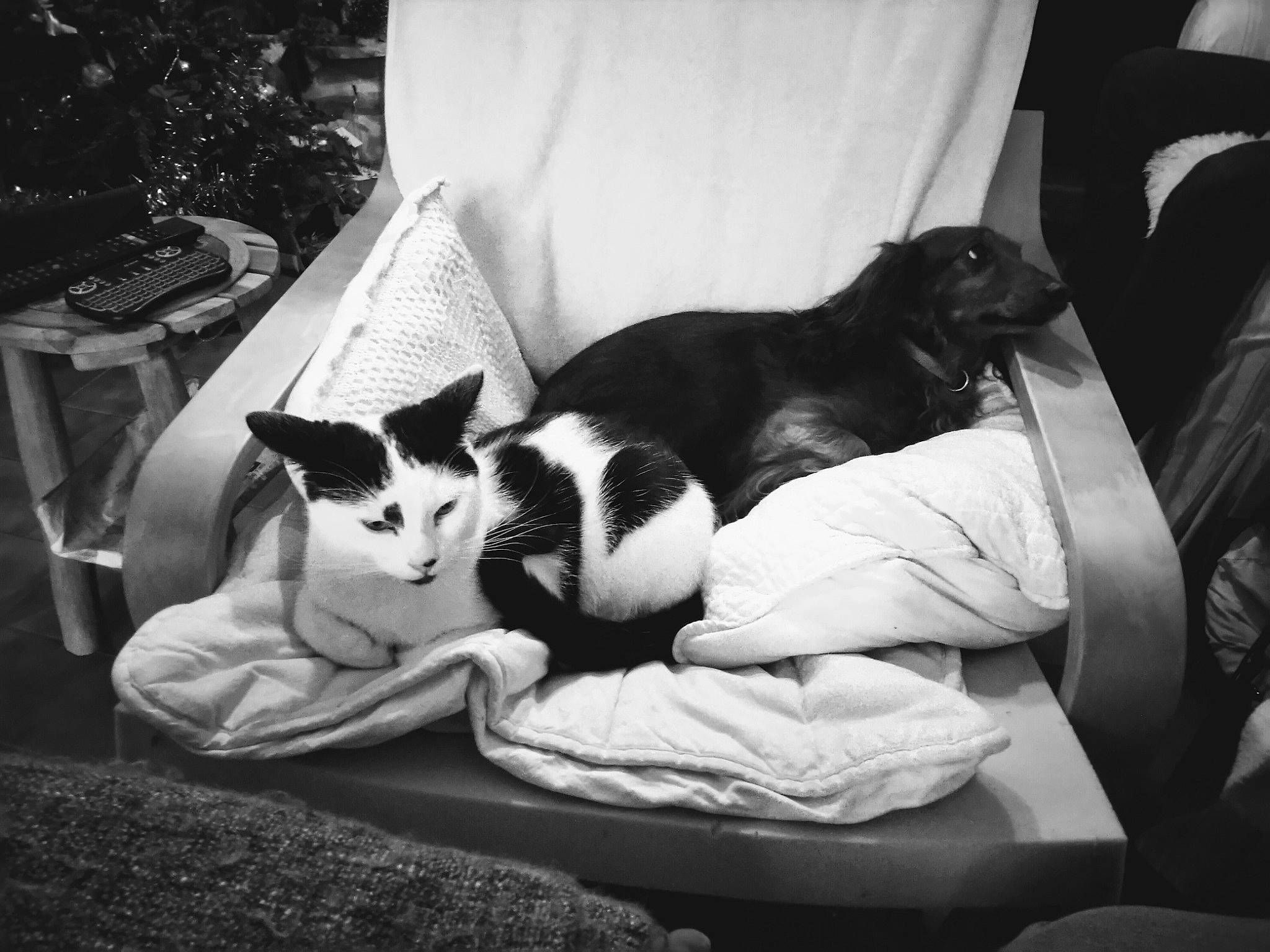 Chatouille a rejoint le concours — aidez-le/la à gagner de superbes lots ! black, black_and_white, carnivore, cat, comfort, companion_dog, domestic_short_haired_cat, felidae, fur, grey, linens, monochrome, monochrome_photography, plant, room, sitting, small_to_medium_sized_cats, style, tree, whiskers