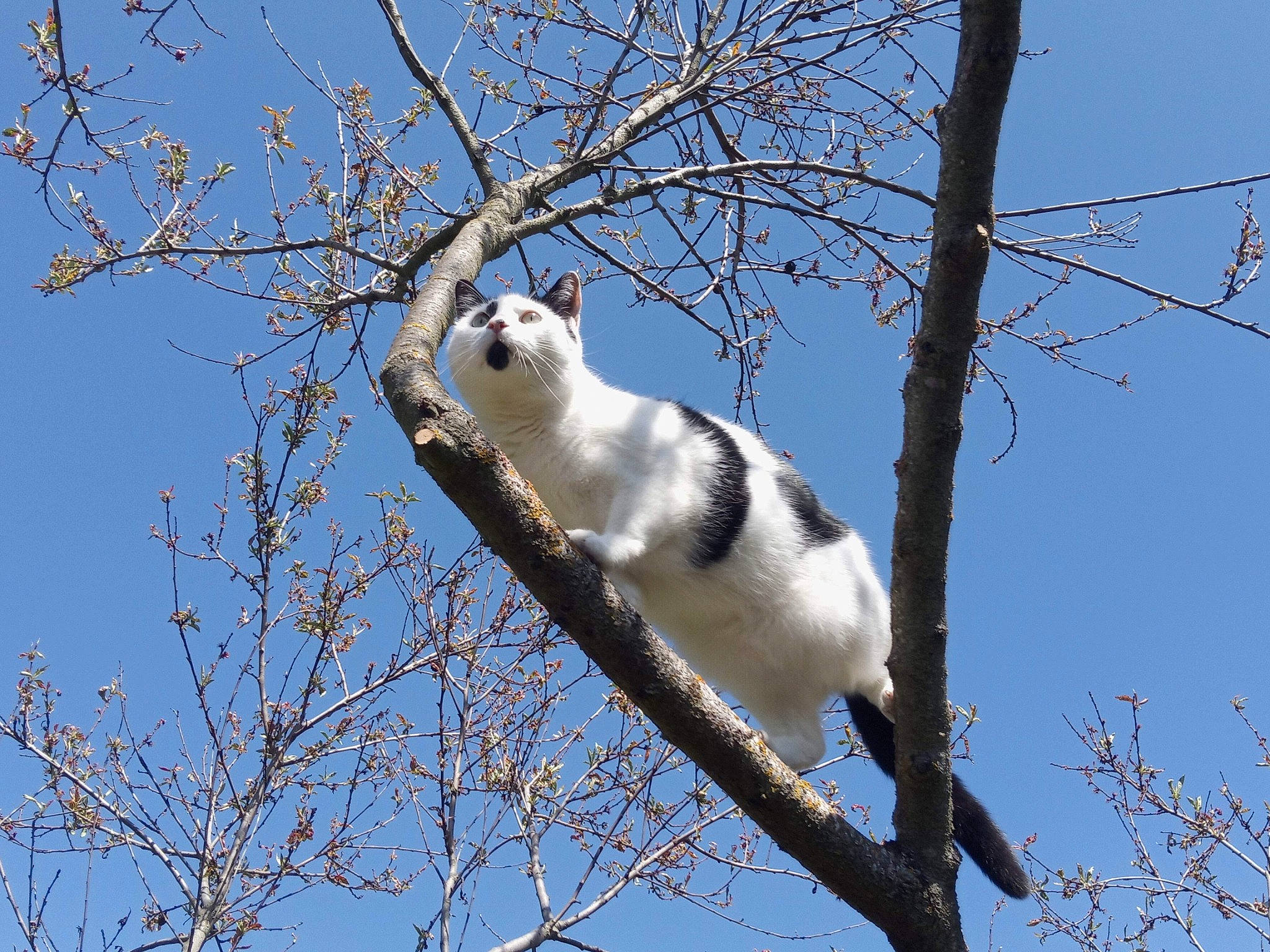 Chatouille a rejoint le concours — aidez-le/la à gagner de superbes lots ! branch, canidae, carnivore, cat, daytime, fawn, felidae, fur, natural_landscape, paw, plant, sky, small_to_medium_sized_cats, street_light, tail, tree, trunk, twig, whiskers, wildlife