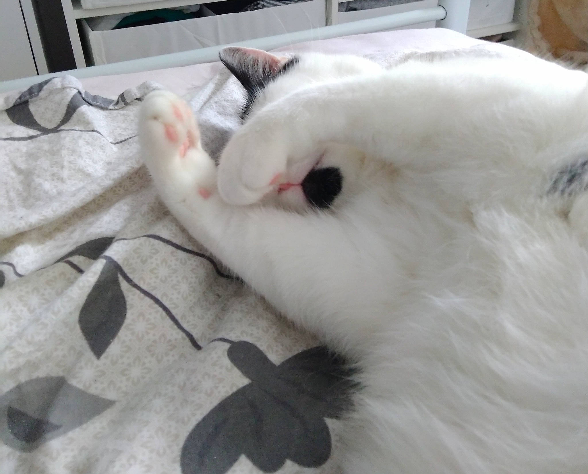 Chatouille participe au concours pour gagner de l'argent avec cette photo : canidae, carnivore, cat, claw, comfort, domestic_rabbit, ear, feather, felidae, fur, natural_material, paw, rabbit, rabbits_and_hares, room, small_to_medium_sized_cats, snout, tail, whiskers, white