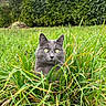 R-Kul participe au concours pour gagner de l'argent avec cette photo : alert, alone, animal, bushes, cat, daylight, eyes, face, feline, field, fur, grass, gray_cat, greenery, looking, mammal, nature, outdoor, pet, wildlife