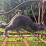 R-Kul a rejoint le concours — aidez-le/la à gagner de superbes lots ! animal, background_blur, cat, curious, daylight, ears, feline, grass, greenery, grey_cat, metal_frame, nature, outdoor, pet, rust, side_view, sunlight, tail, walking, whiskers