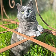 R-Kul a rejoint le concours — aidez-le/la à gagner de superbes lots ! animal, background_blur, cat, closeup, curious, feline, garden, grass, gray_cat, green_eyes, nature, outdoor, pet, playful, portrait, rust, rusty_metal, soft_light, sunlight, whiskers