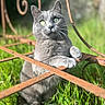 animal, background_blur, cat, closeup, curious, feline, garden, grass, gray_cat, green_eyes, nature, outdoor, pet, playful, portrait, rust, rusty_metal, soft_light, sunlight, whiskers