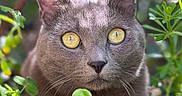 R-Kul participe au concours pour gagner de l'argent avec cette photo : animal, cat, closeup, curious, ears, eyes, face, foliage, gray_cat, greenery, ground, mammal, natural_light, nature, outdoor, pet, plant, whiskers, wildlife, yellow_eyes
