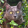 animal, cat, closeup, curious, ears, eyes, face, foliage, gray_cat, greenery, ground, mammal, natural_light, nature, outdoor, pet, plant, whiskers, wildlife, yellow_eyes