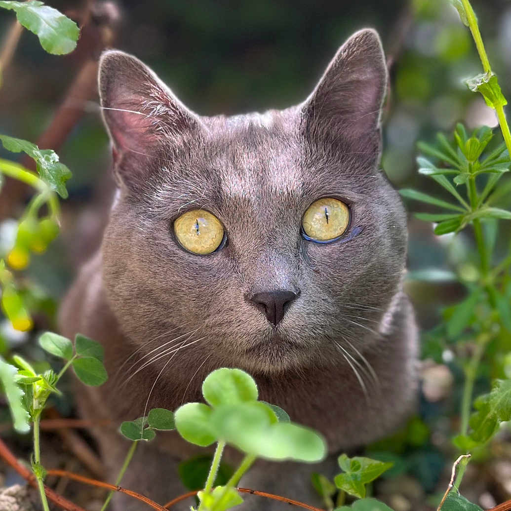 R-Kul participe au concours pour gagner de l'argent avec cette photo : animal, cat, closeup, curious, ears, eyes, face, foliage, gray_cat, greenery, ground, mammal, natural_light, nature, outdoor, pet, plant, whiskers, wildlife, yellow_eyes