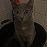 cat, gray_cat, pet, animal, feline, sitting, indoors, kitchen, cooking_pot, cookware, green_pot, tile_wall, portrait, front_view, pointed_ears, yellow_eyes, whiskers, serious_expression, centered_composition, household_scene