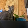 cat, gray_cat, feline, pet, sitting, portrait, indoors, wooden_wall, wood_paneling, houseplant, blue_container, furniture, low_angle, looking_at_camera, ears, whiskers, fur, home, still_life, vertical_photo
