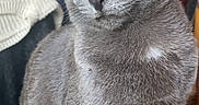 Kimi a rejoint le concours — aidez-le/la à gagner de superbes lots ! cat, gray_cat, pet, animal, sitting, portrait, closeup, fur, whiskers, ears, eyes, yellow_eyes, indoor, home, furniture, couch, blanket, sunlight, wood_floor, serious_expression
