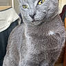cat, gray_cat, pet, animal, sitting, portrait, closeup, fur, whiskers, ears, eyes, yellow_eyes, indoor, home, furniture, couch, blanket, sunlight, wood_floor, serious_expression