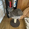 cat, kitten, gray_cat, pet, animal, sitting, scratching_post, cat_tree, indoors, bedroom, wood_floor, furniture, curious, fluffy, short_hair, ears, eyes, portrait, soda_can, box