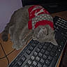 cat, gray_cat, sleeping, sweater, red_clothing, keyboard, computer, desk, indoors, pet, feline, resting, curled_up, cozy, technology, workspace, wooden_surface, dark_lighting, cute, photograph