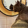 cat, gray_cat, feline, pet, animal, blanket, wrapped, mirror, reflection, bathroom, wicker, textured, sitting, profile, ears, whiskers, fur, cozy, indoor, portrait