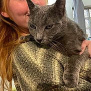Kimi participe au concours pour gagner de l'argent avec cette photo : cat, gray_cat, pet, person, human, face, portrait, close_up, indoors, shoulder, cuddling, kissing, whiskers, green_eyes, fur, ears, relaxed, cozy, window, glass_blocks