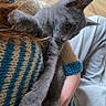 cat, kitten, gray_cat, pet, animal, feline, portrait, close_up, indoor, person, shoulder, sweater, knitwear, wood_floor, relaxed, playful, lying_down, front_paws, ears, cute