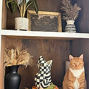 Mac joined the competition — help win amazing prizes! cat, orange_cat, sitting, wooden_shelf, vase, dried_plants, decor, painting, books, stacked_books, frog_sculpture, checkered_pattern, indoor, cozy, artsy, still_life, home_decor, pet, animal, portrait