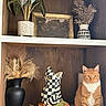 cat, orange_cat, sitting, wooden_shelf, vase, dried_plants, decor, painting, books, stacked_books, frog_sculpture, checkered_pattern, indoor, cozy, artsy, still_life, home_decor, pet, animal, portrait