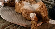 Mac is registered to the contest to win money with this photo: cat, sleeping, bed, orange_cat, gray_cat, feline, resting, paws, fur, indoor, cozy, cushion, relaxation, pet, animal, domestic, whiskers, tail, comfort, nap
